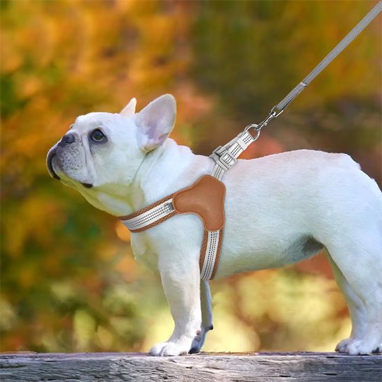 harnais qui respire avec le canin
