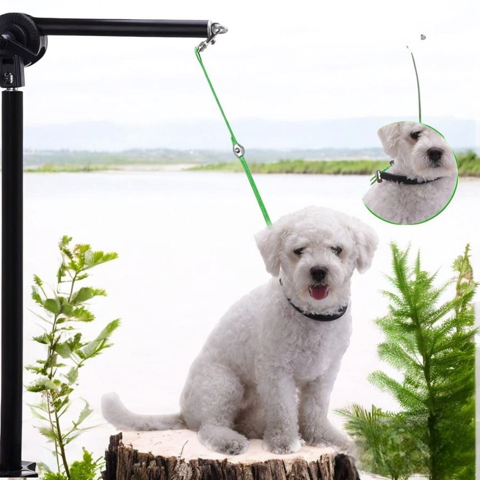 Collier Chien - LigneToilettage™ - Vert