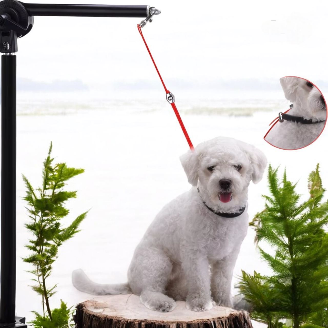 Collier Chien - LigneToilettage™ - Rouge