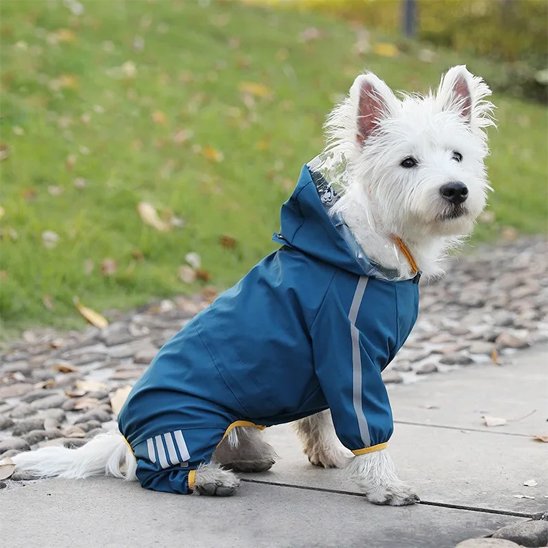 manteau qui prend soin du canin 