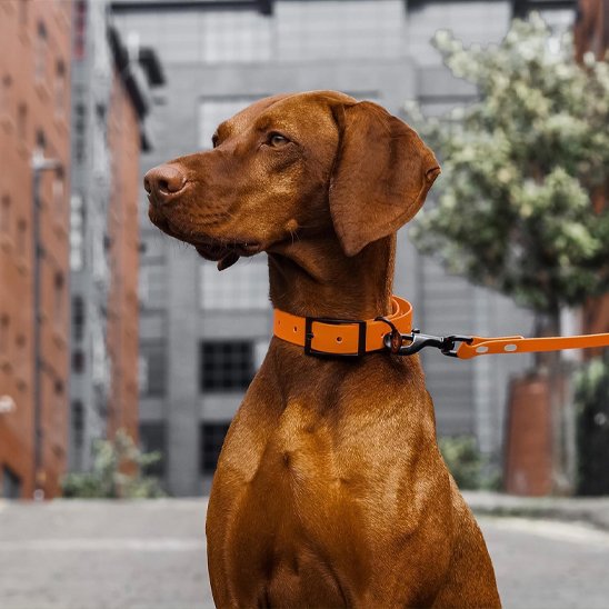 Laisse pour chien | ComfortStrong