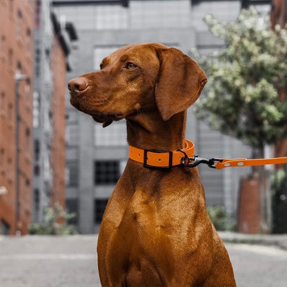 Laisse pour chien | ComfortStrong