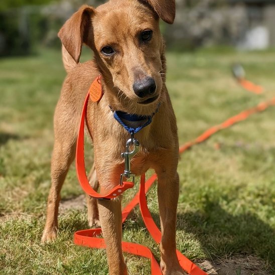 Laisse pour chien | ComfortStrong