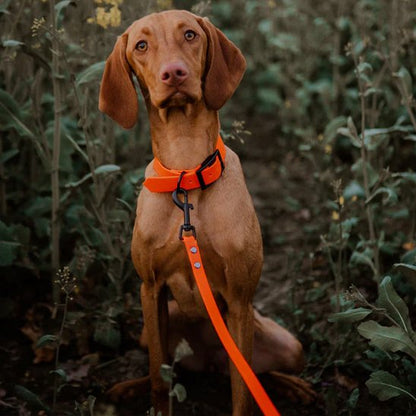 Laisse pour chien | ComfortStrong