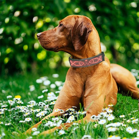 promenade sure avec collier lumineux 