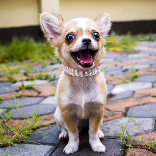 toutou brille avec son collier lumineux 