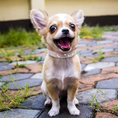 toutou brille avec son collier lumineux 